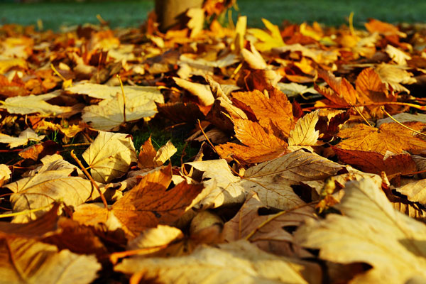 leaves-1818628_1280 Autumn Leaves - Autumn Accommodation Special in Queenstown NZ